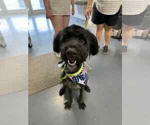 Labrador Retriever Dogs for adoption in Evansville, IN, USA