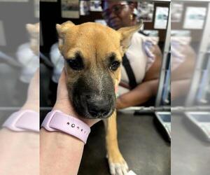 Medium Photo #1 Gerberian Shepsky Puppy For Sale in Stockton, CA, USA