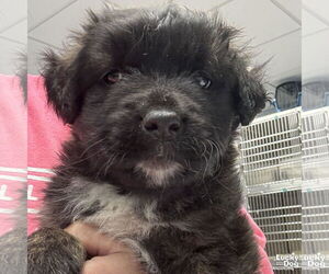 Australian Shepherd-Collie Mix Dogs for adoption in Washington, DC, USA