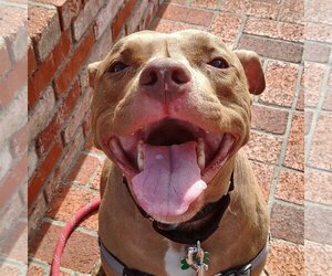 American Pit Bull Terrier-Unknown Mix Dogs for adoption in San Jose, CA, USA