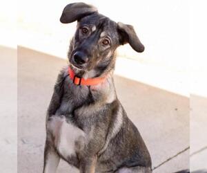 Saluki Dogs for adoption in Alpharetta, GA, USA
