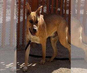 Mutt Dogs for adoption in Las Vegas, NV, USA
