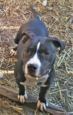 American Pit Bull Terrier Dogs for adoption in Huntsville, AL, USA