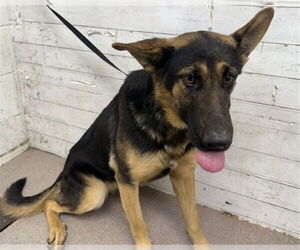 German Shepherd Dog-Unknown Mix Dogs for adoption in San Bernardino, CA, USA