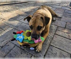 Black Mouth Cur-Unknown Mix Dogs for adoption in Orlando, FL, USA