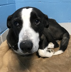Borador Dogs for adoption in Holden, MO, USA