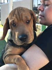 Small Basset Hound Mix