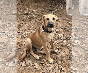 Labrador Retriever-Unknown Mix Dogs for adoption in Fort Worth, TX, USA