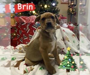 Bullboxer Pit Dogs for adoption in Nashville, TN, USA