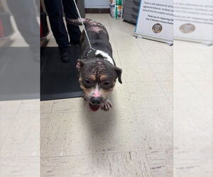 Mutt Dogs for adoption in Stockton, CA, USA
