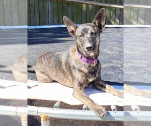 German Shepherd Dog-Huskies Mix Dogs for adoption in Ocean Springs, MS, USA