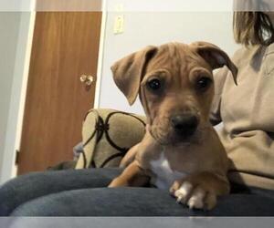Small Catahoula Leopard Dog-Mountain Cur Mix