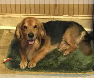 Basset Retriever Dogs for adoption in Parker Ford, PA, USA