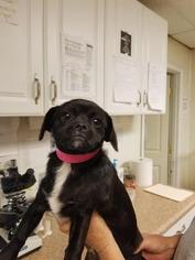 Cheeks Dogs for adoption in Columbus, GA, USA