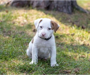 Staffordshire Bull Terrier-Unknown Mix Dogs for adoption in Brooklyn Center, MN, USA