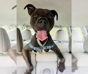 American Pit Bull Terrier-Staffordshire Bull Terrier Mix Dogs for adoption in Santa Barbara, CA, USA