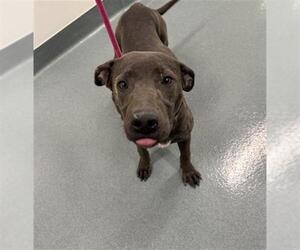 Labrador Retriever-Unknown Mix Dogs for adoption in Baytown, TX, USA