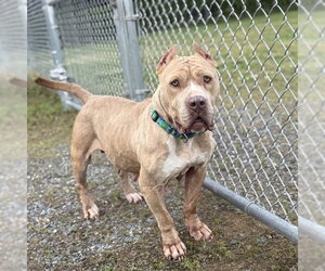 American Pit Bull Terrier Dogs for adoption in Easton, MD, USA