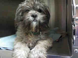 Lhasa Apso Dogs for adoption in Maumee, OH, USA