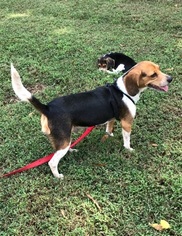Beagle Dogs for adoption in Matthews, NC, USA