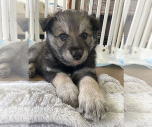 Australian Shepherd-Siberian Husky Mix Dogs for adoption in New Orleans, LA, USA
