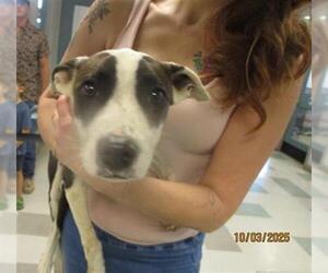 American Pit Bull Terrier-Unknown Mix Dogs for adoption in Oklahoma City, OK, USA