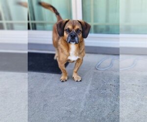 Peagle Dogs for adoption in Pacolet, SC, USA