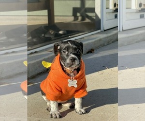 Mutt Dogs for adoption in Holly Springs, NC, USA