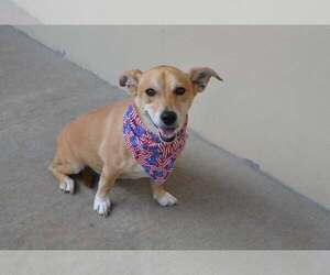 Mutt Dogs for adoption in McKinney, TX, USA