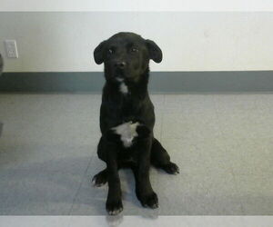 Mutt Dogs for adoption in Big Bear City, CA, USA