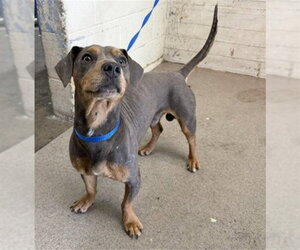 Dachshund-Unknown Mix Dogs for adoption in San Bernardino, CA, USA