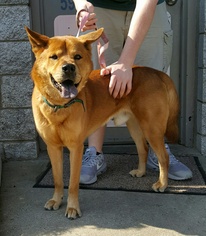Akita-Unknown Mix Dogs for adoption in Perth Amboy, NJ, USA