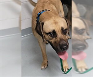 Labrador Retriever-Unknown Mix Dogs for adoption in St. Cloud, FL, USA