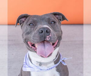 American Pit Bull Terrier Dogs for adoption in Pasadena, CA, USA