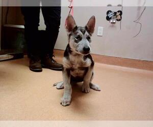 Siberian Husky-Unknown Mix Dogs for adoption in Martinez, CA, USA