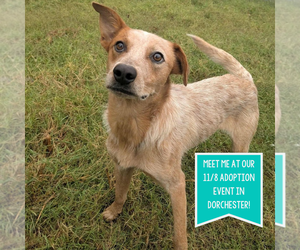 Mutt Dogs for adoption in Boston, MA, USA