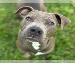 American Pit Bull Terrier-Unknown Mix Dogs for adoption in Conroe, TX, USA
