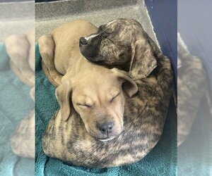 Medium Photo #1 Mutt Puppy For Sale in Sterling, MA, USA