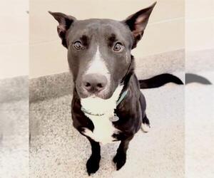 Labrador Retriever-Unknown Mix Dogs for adoption in Houston, TX, USA