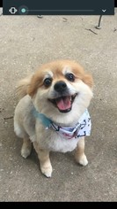 Pomeranian Dogs for adoption in O Fallon, MO, USA