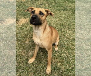 Mountain Cur-Unknown Mix Dogs for adoption in Boston, MA, USA