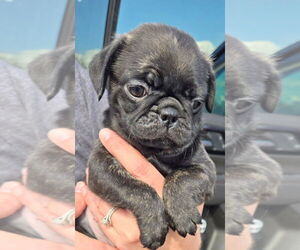 Frenchie Pug Dogs for adoption in San Antonio, TX, USA