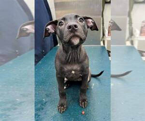 Labrador Retriever-Unknown Mix Dogs for adoption in Mobile, AL, USA