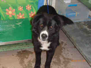 Border Collie Dogs for adoption in Waco, TX, USA