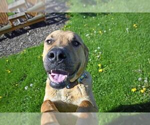Shepradors Dogs for adoption in Decatur, IL, USA