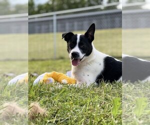 Australian Shepherd Dogs for adoption in Roswell, GA, USA