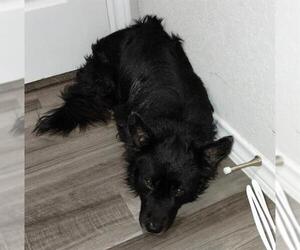 Border Collie-Unknown Mix Dogs for adoption in San Antonio, TX, USA