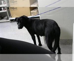 Labrador Retriever-Unknown Mix Dogs for adoption in Pasadena, TX, USA