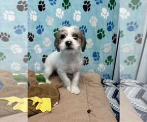 Shih Tzu-Unknown Mix Dogs for adoption in Chico, CA, USA