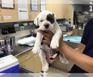 American Pit Bull Terrier Dogs for adoption in Riverside, CA, USA